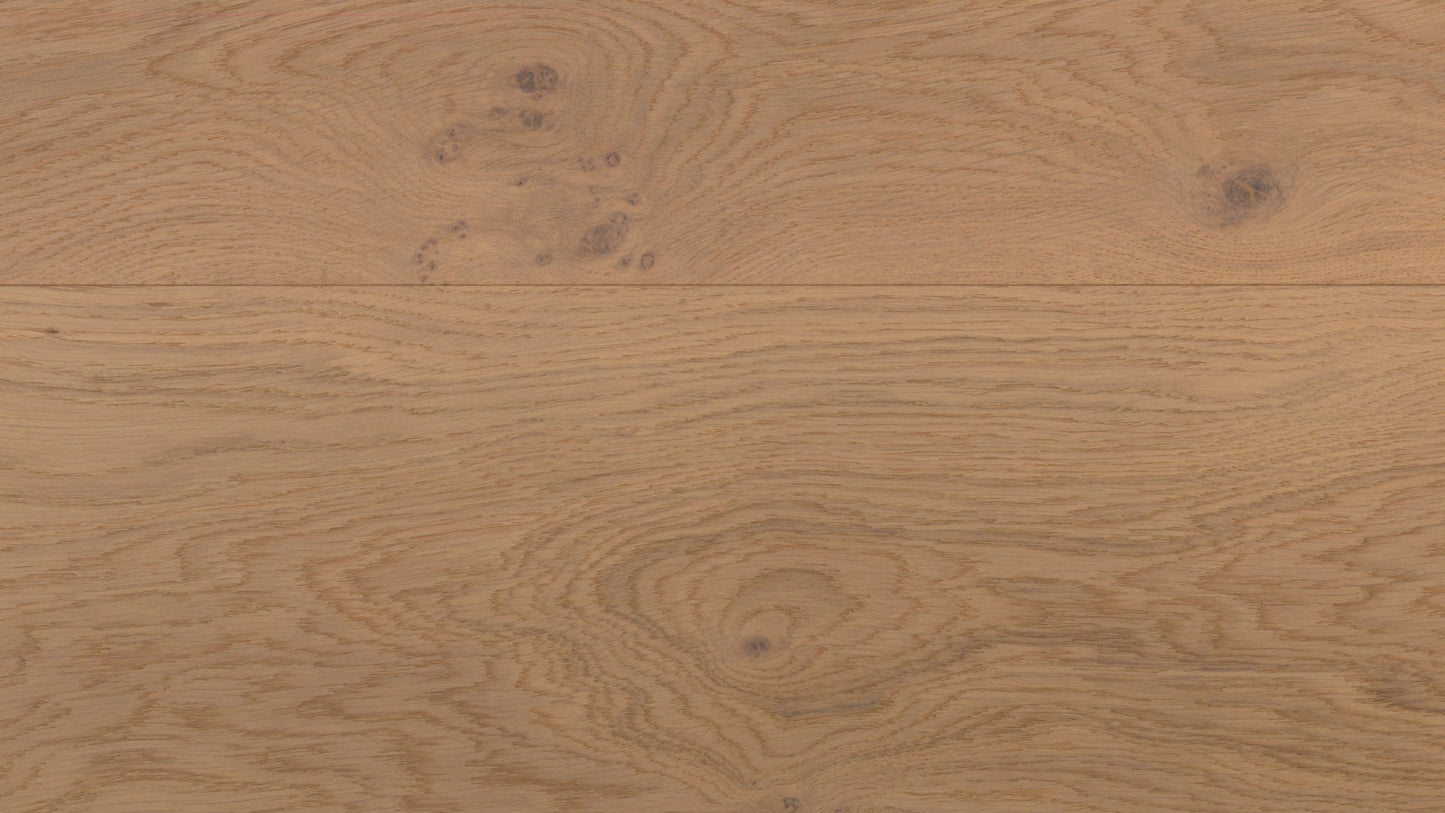 Desert Oak image 1