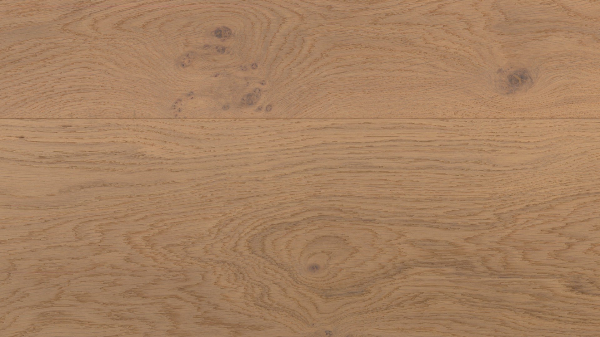 Desert Oak image 1