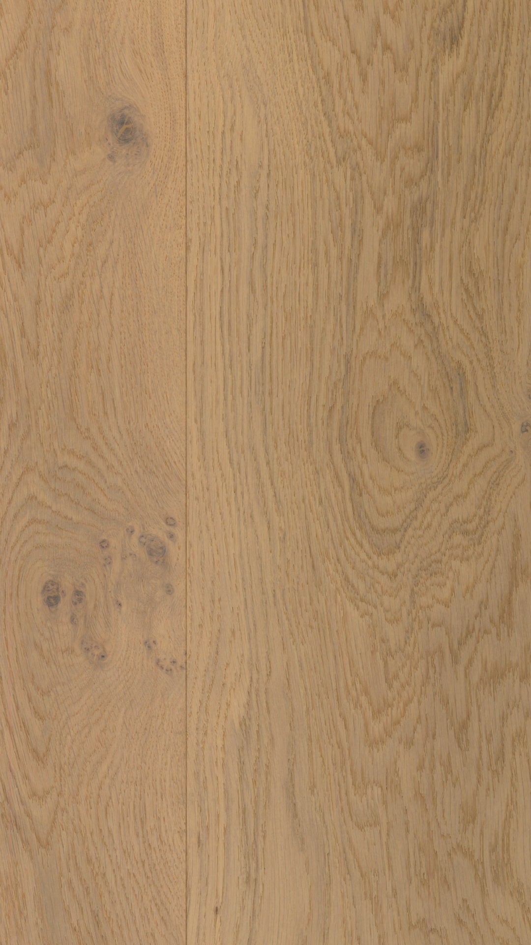 Desert Oak image 3