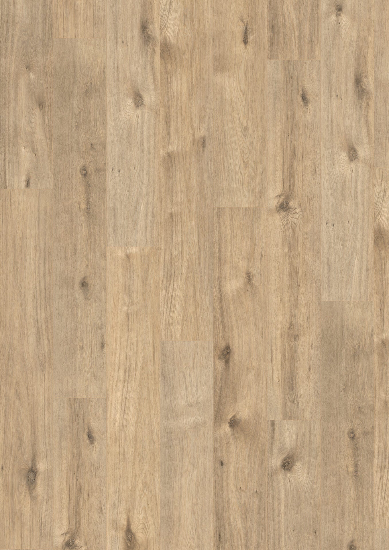 Archensee Oak image 2